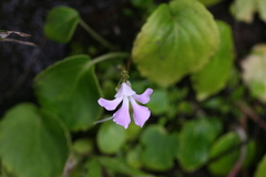 Impatiens acaulis